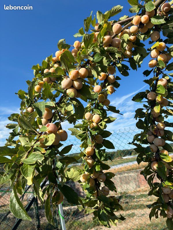 Mirabelles (image 1)