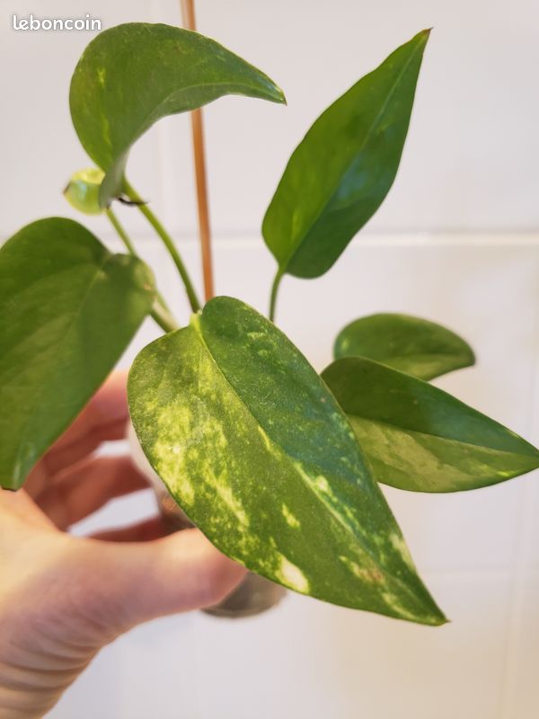 Pothos Doré (image 7)