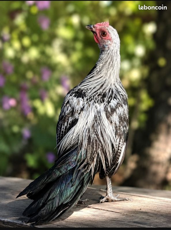 Coq Phoenix argenté
Du (image 1)