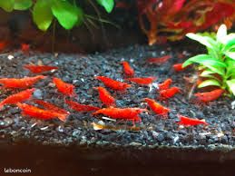 Aquarium Neocaridina (image 2)