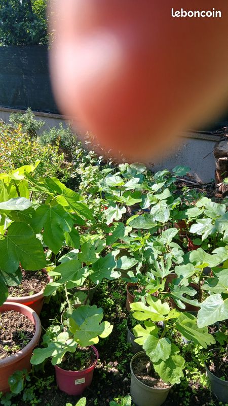 Figuiers (image 1)