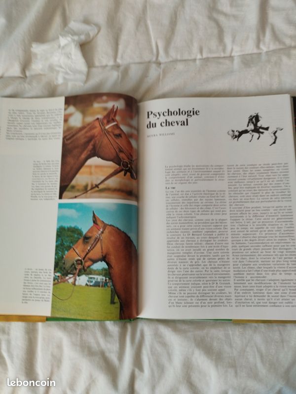 Le monde fascinant des chevaux (image 8)