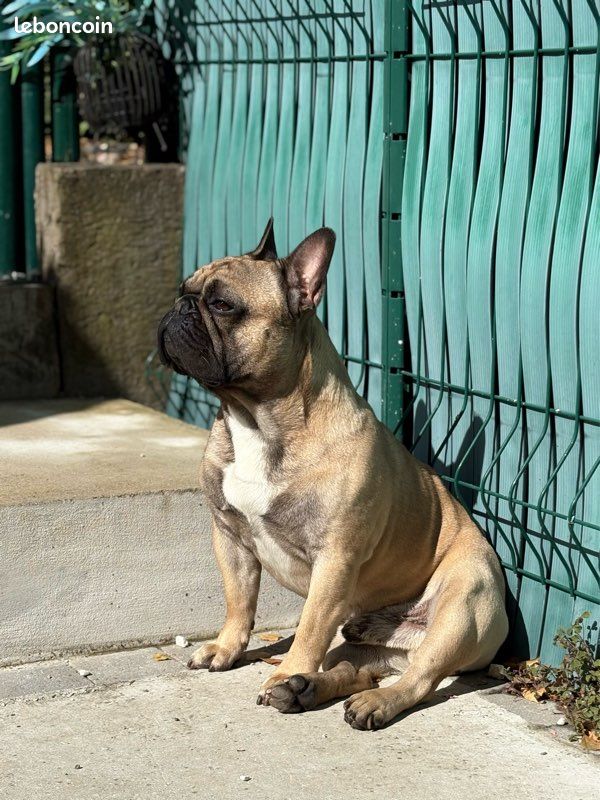Bouledogue français mâle saillie (image 3)