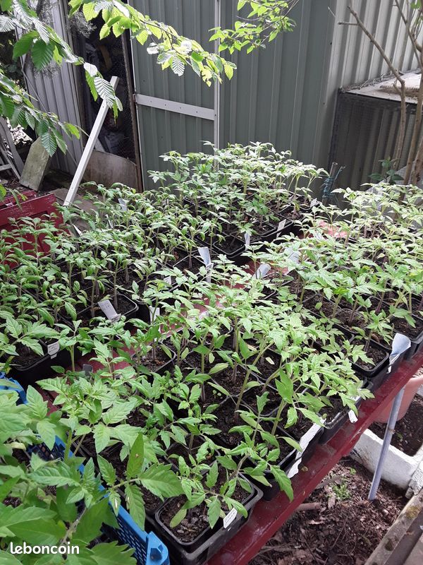 Plants de tomates (image 4)