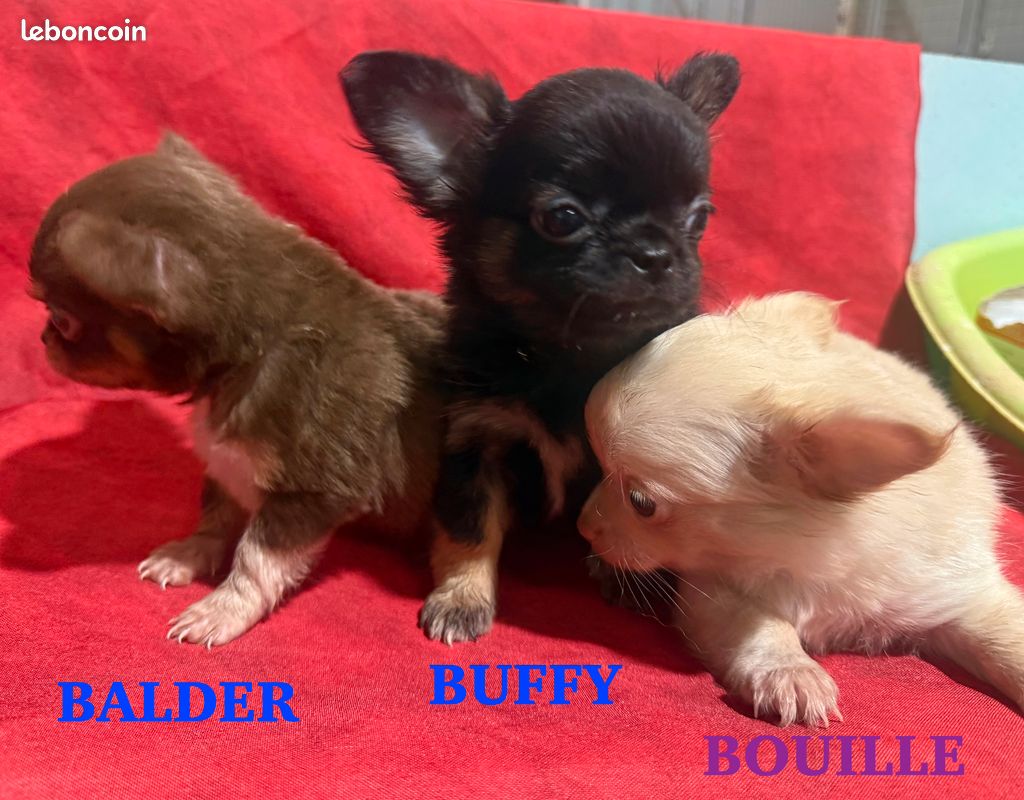 A réserver Chiots CHIHUAHUA à poils longs (image 4)