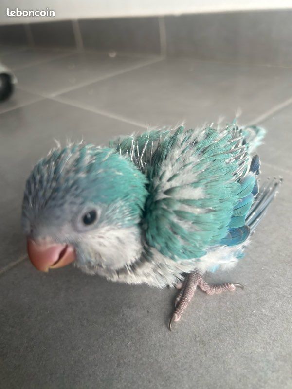 Bébé conure souris (image 2)