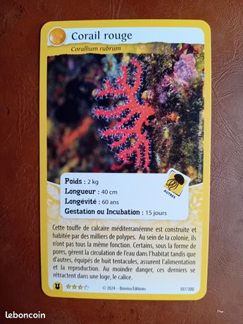 Corail Rouge Naturel De 4,67 Carats - Forme Capsule - Certificat GGL - Neuf Avec étiquettes
