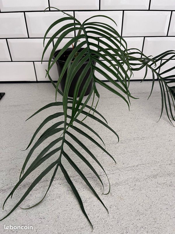 Philodendron Tortum (image 3)