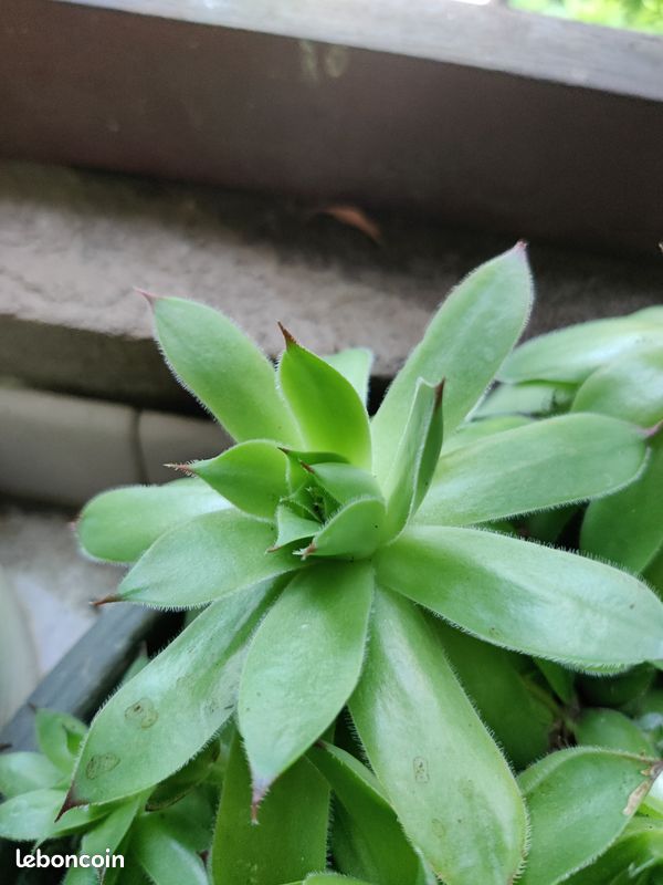 Plante grasse Joubarbe - Sempervivum (image 3)