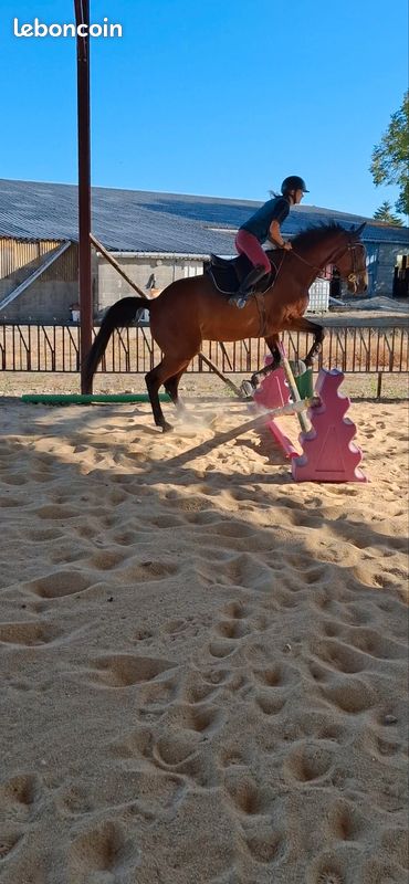 Cheval Trotteur (image 3)