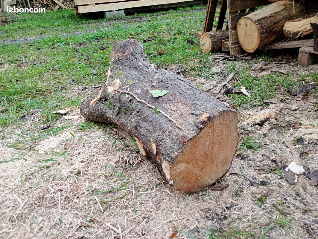Bois pour sculpture ou tournage - Aulne, Noyer noir, bois échauffés et autres (image 11)