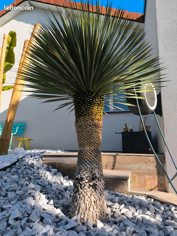 Yucca rostrata (image 2)