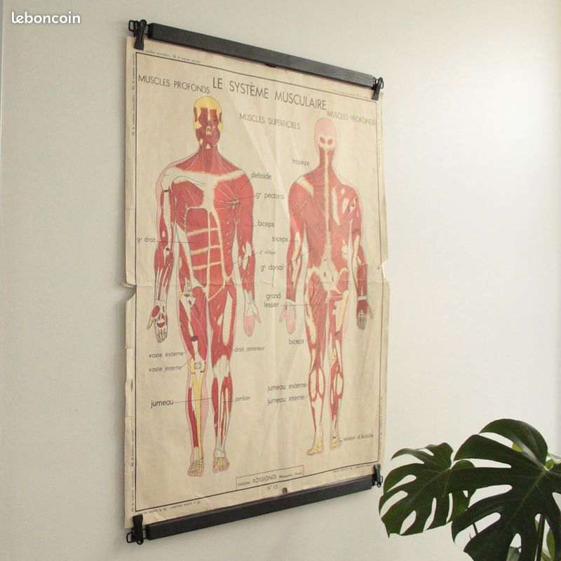 Affiche Vintage Scolaire Éditions Rossignol / le système musculaire / le système nerveux (image 2)