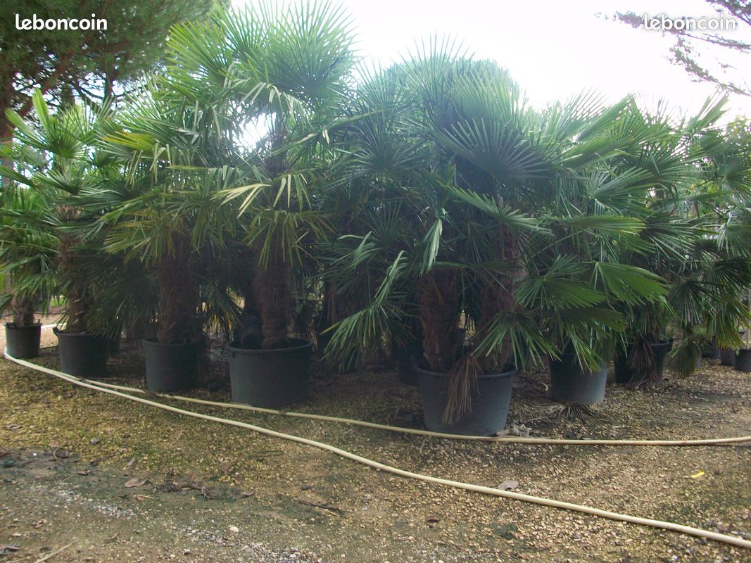 Vide pepiniere (image 4)