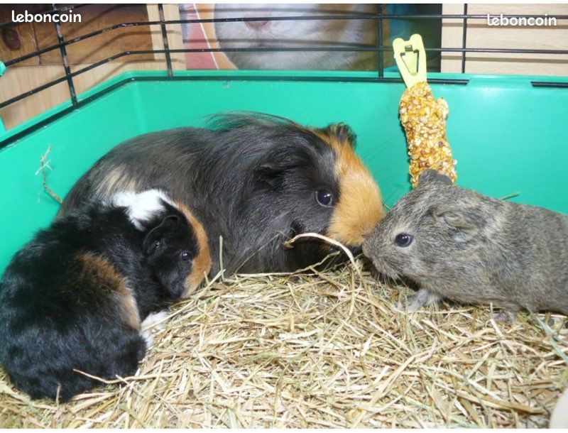 Image Page De Garde Lapin
