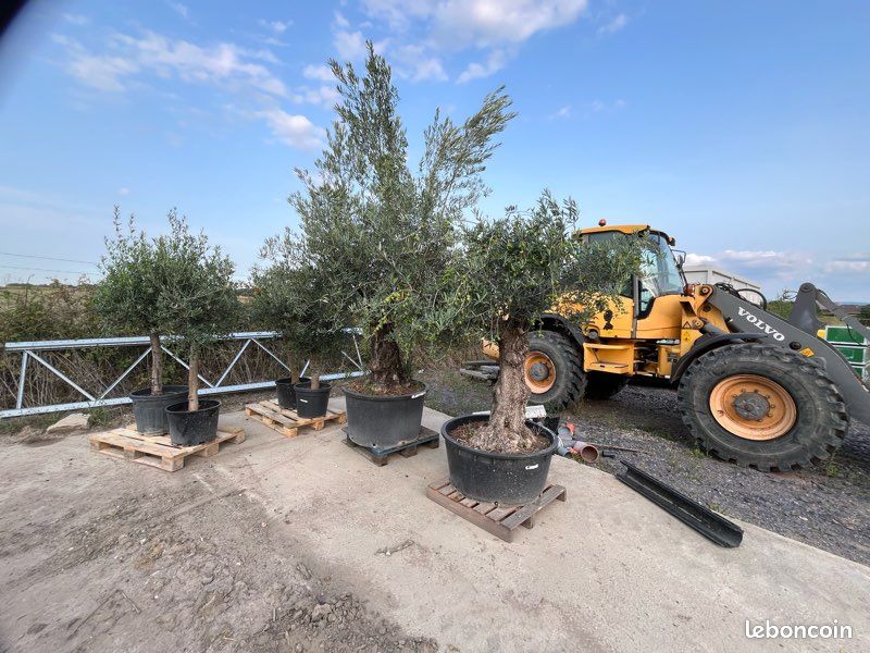 Oliviers Olea Europaea (image 8)