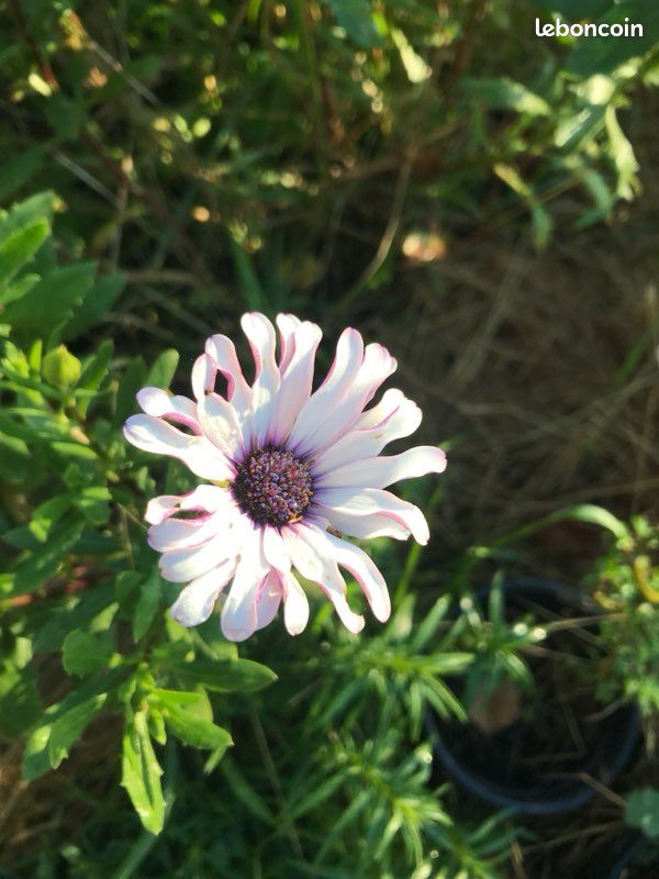 Semences, graines, échange ou vente 🌱 (image 1)