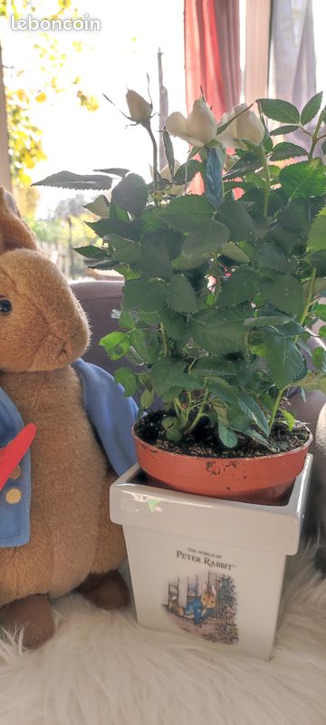 Rare : Pot de Fleurs " The world of Peter Rabbit" (image 1)