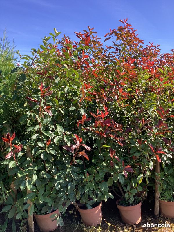 DESTOCKAGE -10% PHOTINIAS -1.30m/1.50m - 10% arbustes -haie (image 2)