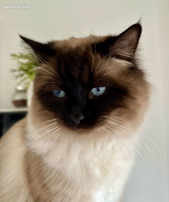 Saillie chat siamois et Birmanie (image 3)