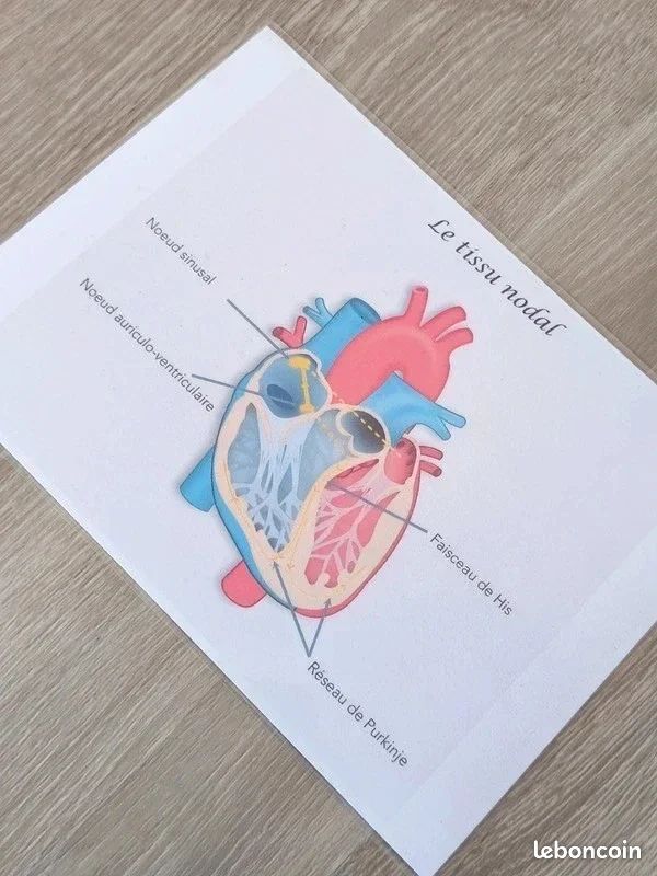 🫀Kit anatomie du coeur humain (image 11)