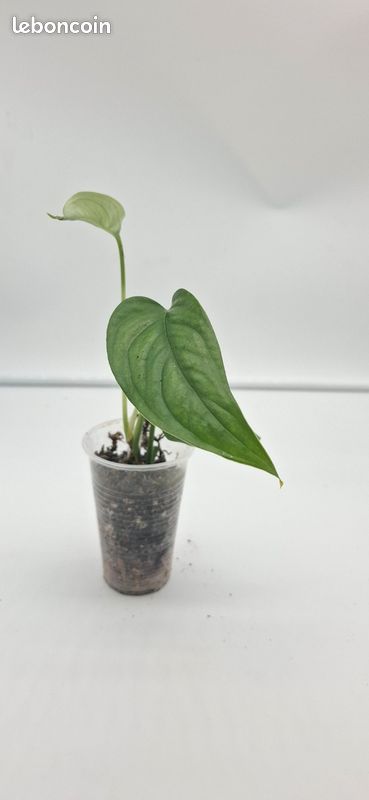 orange princess philodendron Philodendron Orange Princess 5” Exact Plant main image 0