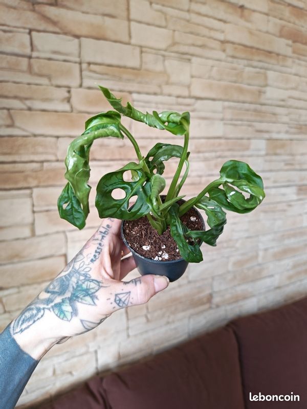 Monstera adansonii 4 (image 1)