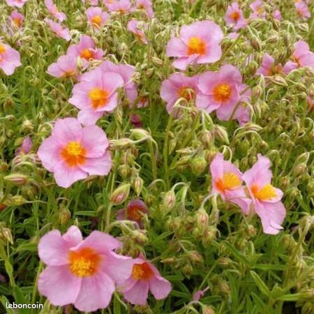 🌸 Hélianthème 'Lawrenson Pink' – Floraison rose – Couvre-sol (image 2)
