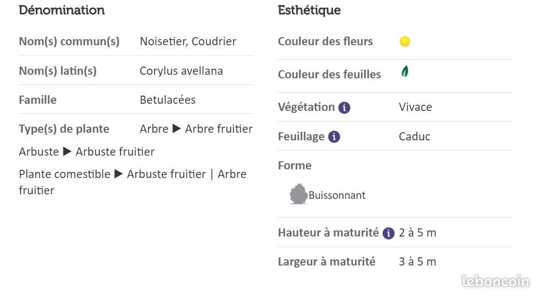 Noisetier commun- Lot de 2 (image 4)