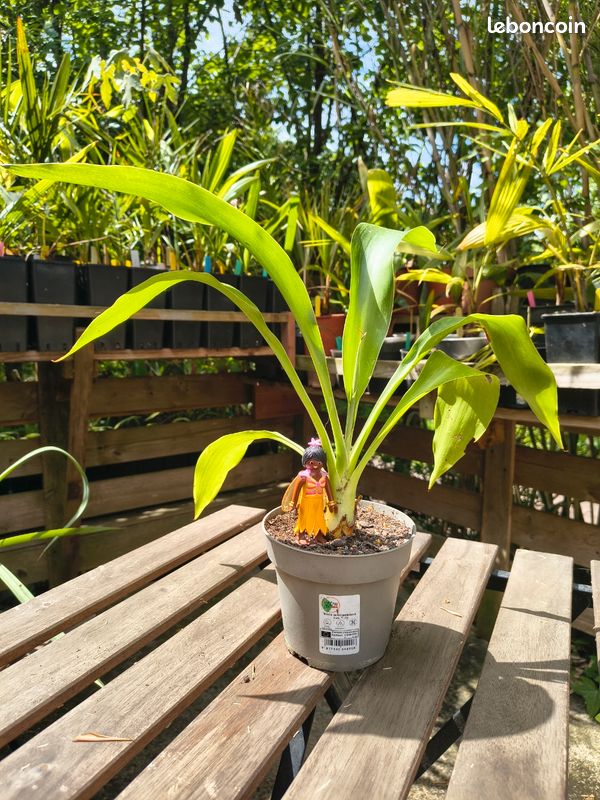 Doryanthes Palmeri - Lys géant - Issu de semis, 4 ans (image 1)