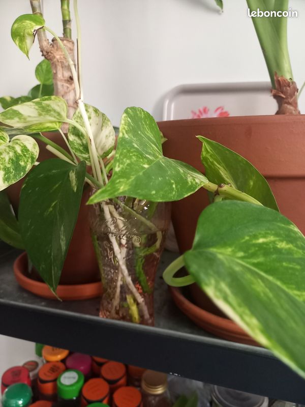 Bouture plantes - pothos (image 2)