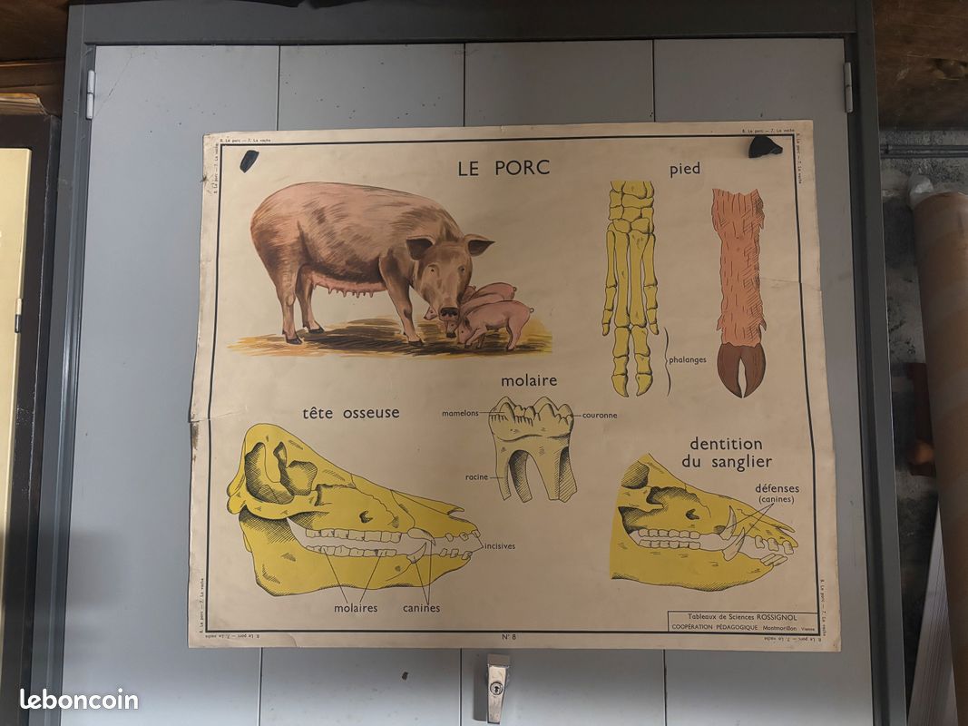 Affiche pédagogique, scolaire - Tableau des sciences ROSSIGNOL - Années 50 - 60 , Le Chien -Les insectivores. - France