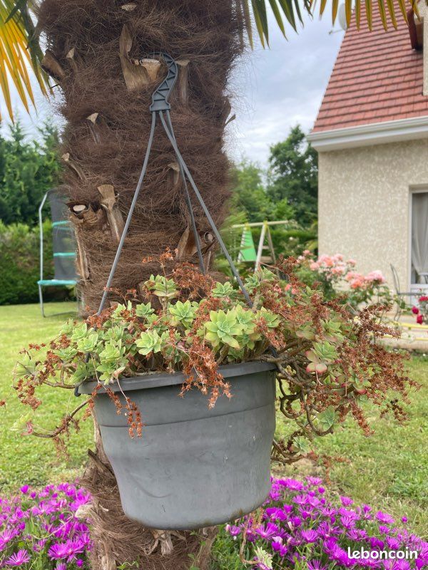 Plante grasse - Jardin & Plantes