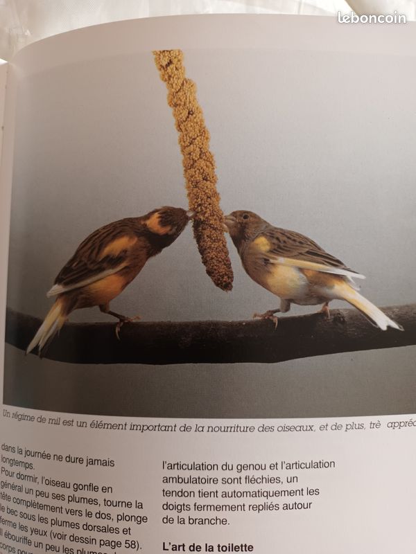 Mini livre sur les CANARIS (image 6)
