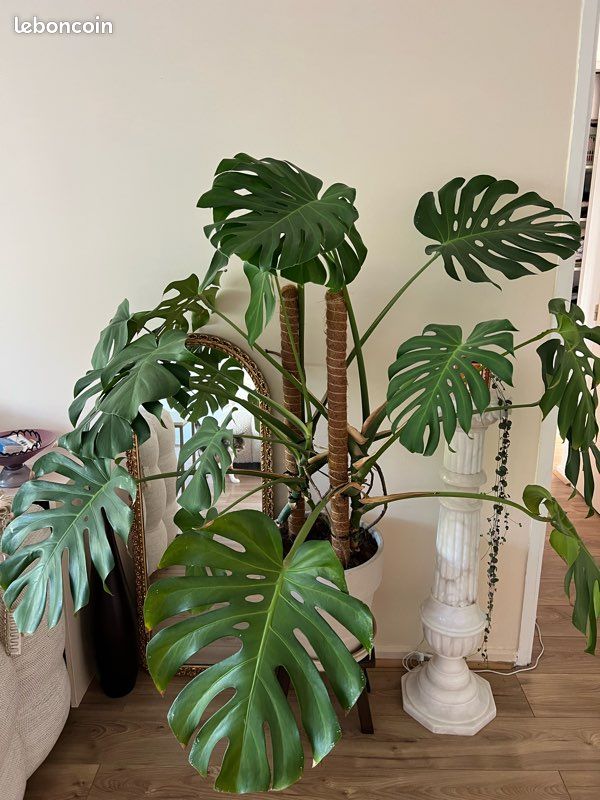 Monstera deliciosa xxl (image 1)