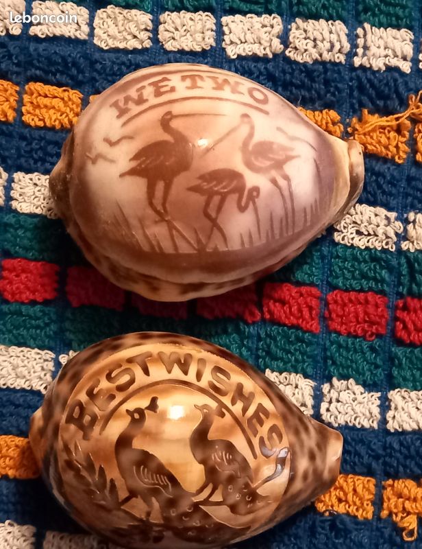 Coquillages gravés (image 1)