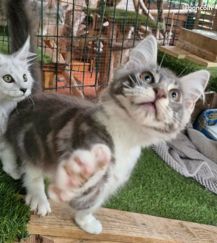 2 chatons Maine coon LOOF (image 5)