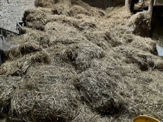 Foin pour litière ou paillage (image 2)