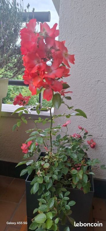 Rosier (image 1)