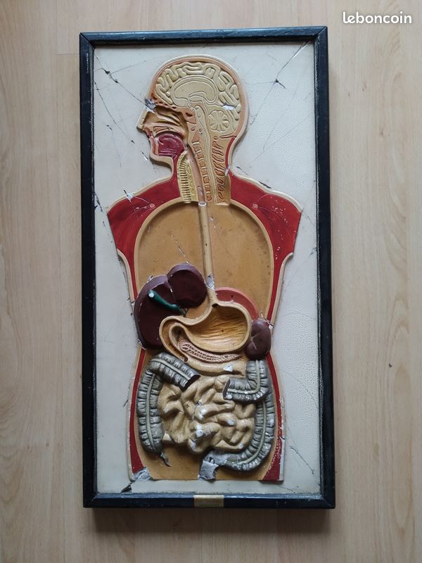 Cadres planche anatomique en relief (image 3)