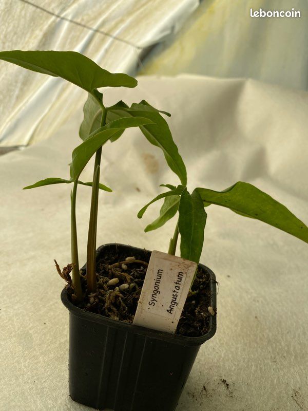 Syngonium Angustatum (image 2)