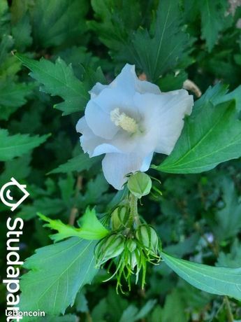 Maison a louer ris-orangis - 2 pièce(s) - 40 m2 - Surfyn