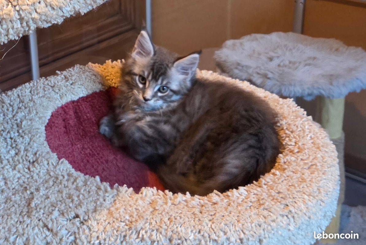 Chatons Main Coon Loof (image 5)