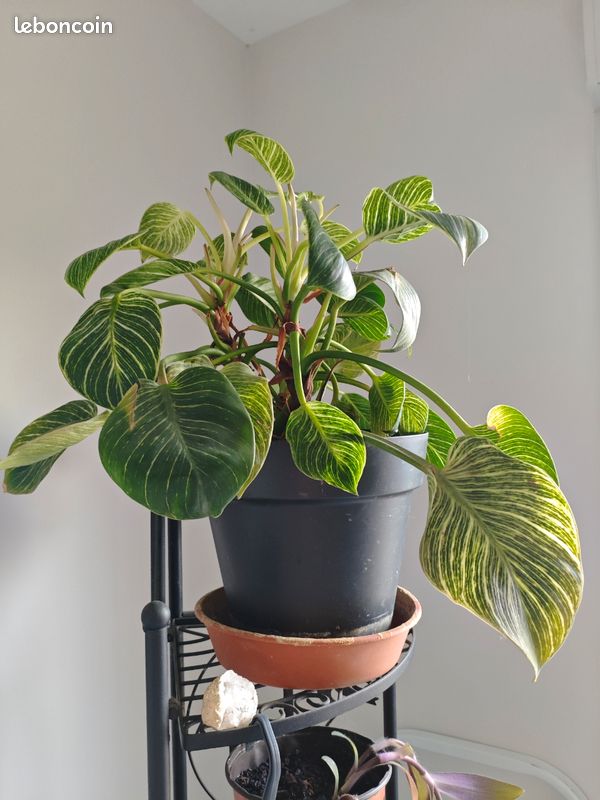 Philodendron (image 2)