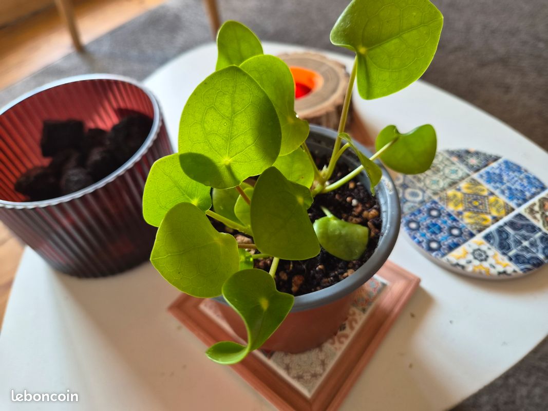 Pilea peperomioides – 2 pieds dans le même pot – plante à monnaie chinoise (image 1)
