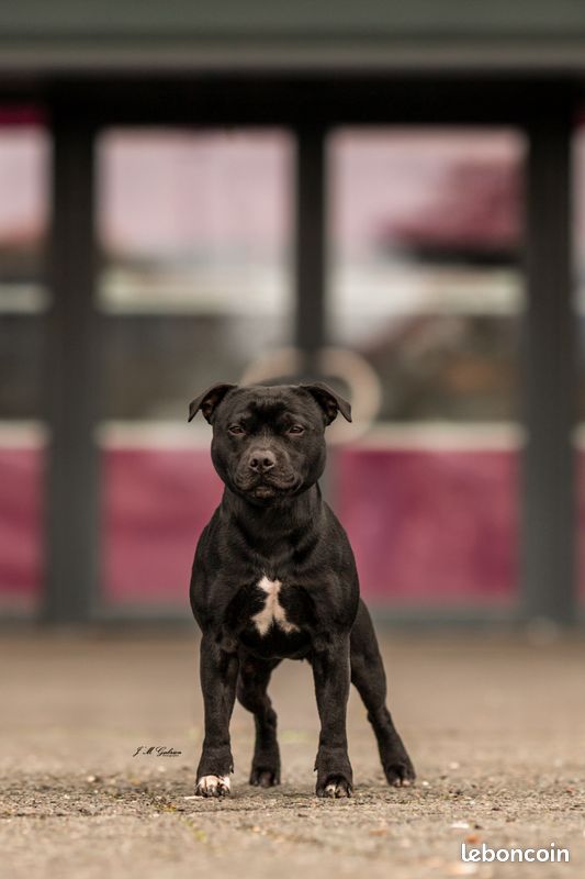 Saillie Staffordshire Bull Terrier (image 2)