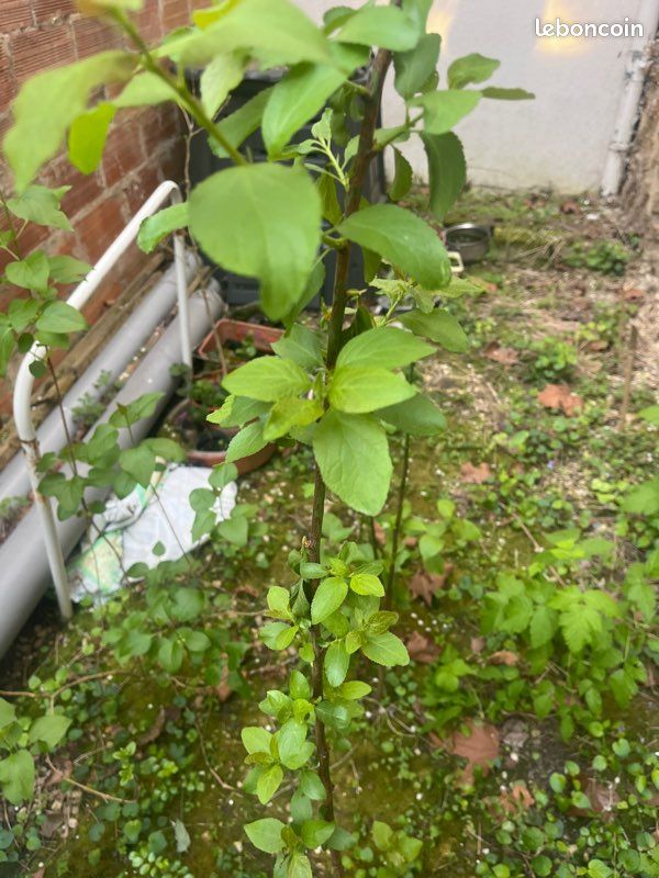 Échange de plante et arbre fruitier (image 1)