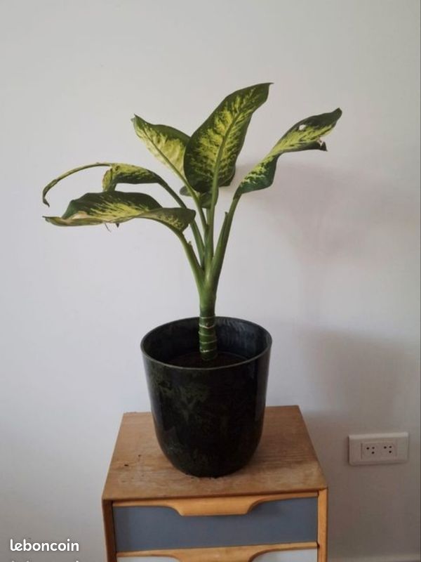 🌿 Dieffenbachia seguine Lemon Tropic (H70cm) (image 1)