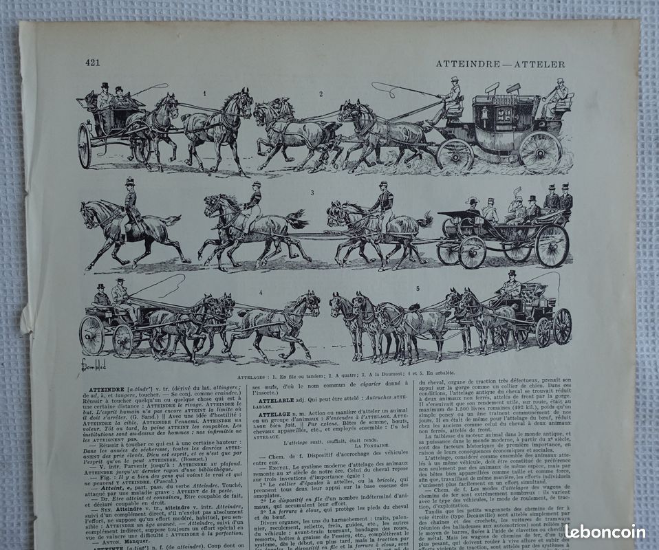 6 gravures anciennes N&B sur le CHEVAL - anatomie, races, équitation, etc. - Larousse 1899 et 1940 (image 8)