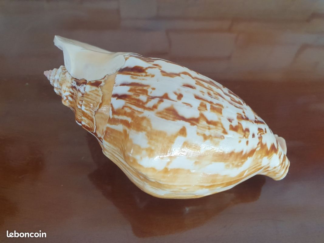 SUNOYA Grands Coquillages Naturels, 18-20 cm, Ornements Naturels Shell, Décoration de Maison, Bricolage